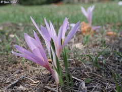 Colchicum hierosolymitanum