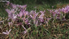 Colchicum stevenii