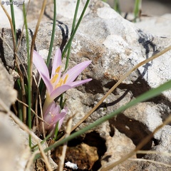 Colchicum stevenii