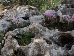 Colchicum stevenii