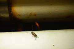 Eutetrapha chrysochloris