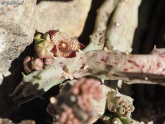 Apteranthes europaea judaica