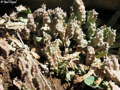 Apteranthes europaea judaica