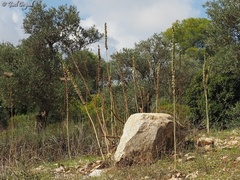 Drimia aphylla