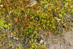 Octospora gyalectoides