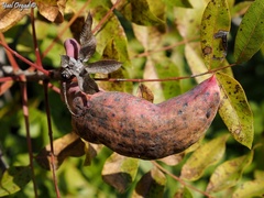 Baizongia pistaciae