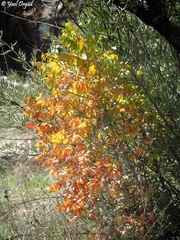 Pistacia terebinthus palaestina