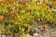 Octospora gyalectoides