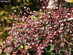 Pistacia terebinthus palaestina