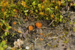 Octospora gyalectoides