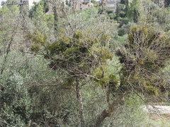 Viscum cruciatum