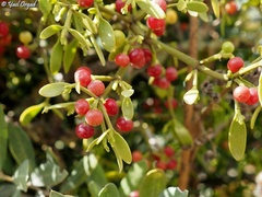 Viscum cruciatum