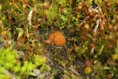 Octospora gyalectoides