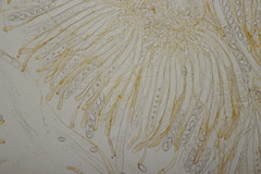 Octospora gyalectoides