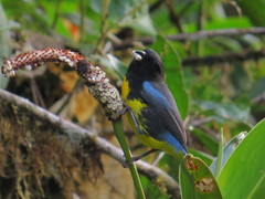Bangsia melanochlamys