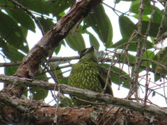 Ampelioides tschudii