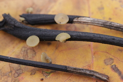 Lanzia luteovirescens