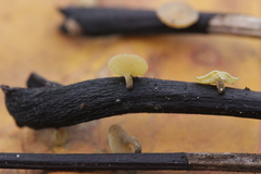 Lanzia luteovirescens