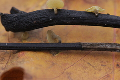 Lanzia luteovirescens