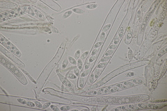 Lanzia luteovirescens