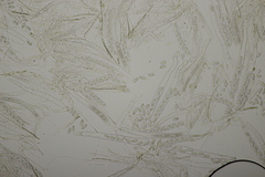 Lanzia luteovirescens