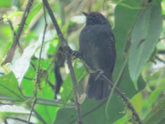 Myrmotherula