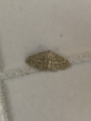 Scopula compensata