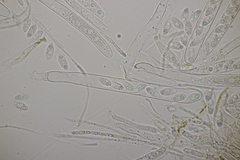 Lanzia luteovirescens