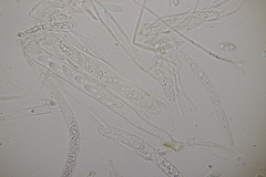 Lanzia luteovirescens