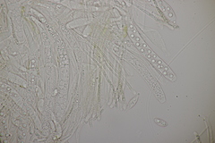 Lanzia luteovirescens