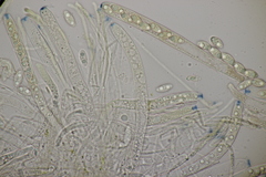 Lanzia luteovirescens