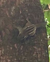 Tamiops maritimus hainanus