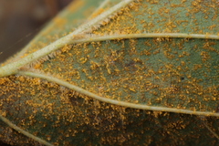 Melampsoridium hiratsukanum