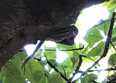Tamiops maritimus hainanus