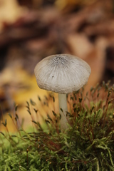 Pluteus salicinus