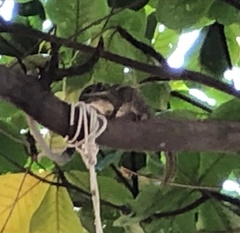 Tamiops maritimus hainanus