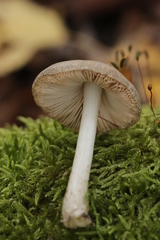 Pluteus salicinus