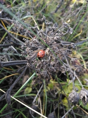 Coccinella septempunctata