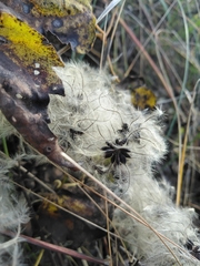 Clematis vitalba
