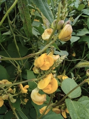 Vigna umbellata