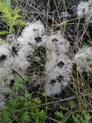 Clematis vitalba