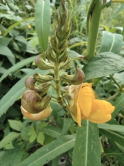 Vigna umbellata