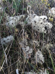 Clematis vitalba