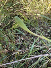 Lilium catesbaei image