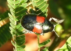 Megalostomis pyropyga