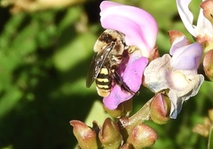 Centris flavofasciata