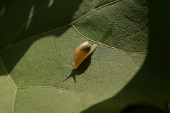 Succinea lauta
