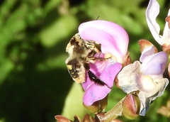 Centris flavofasciata