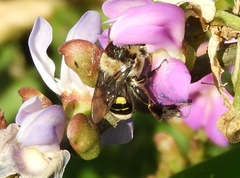 Centris flavofasciata