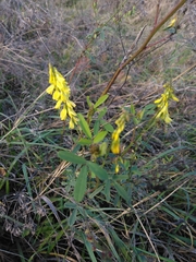 Melilotus officinalis
